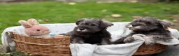 Miniature Schnauzer dogs for sale: Gorgeous kc reg miniature schnauzers ready now  - Advert 13