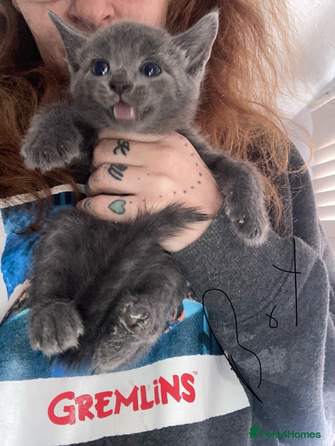 Mixed Breed cats for sale: Tabby and grey kittens  - Image 5