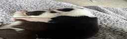 Border Collie dogs for sale: 6 amazing Border Collie puppies for sale in Darlington - Advert 10