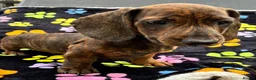 Dachshund dogs for sale: Dachshund Puppies ready for their forever homes - Advert 14