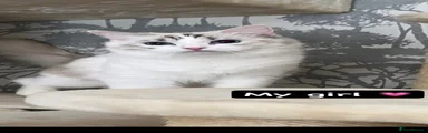 Ragdoll 1