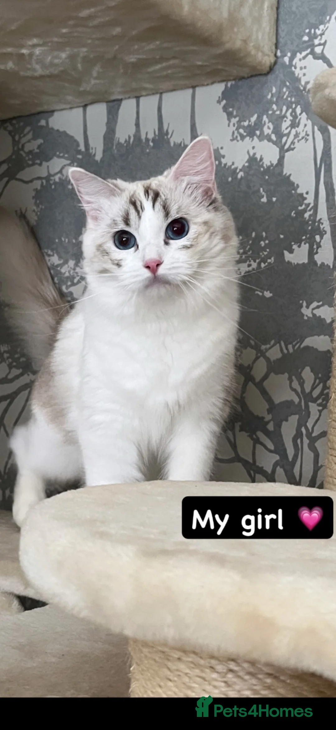 Ragdoll cats for sale: GCCF REGISTERED RETIRED GIRL  - Advert 5