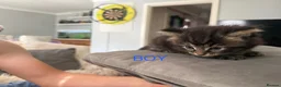 Mixed Breed cats for sale: Beautiful kittens in Norwich - Advert 2
