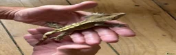 Gecko reptiles for sale: Gecko, vivarium, lights and heater for sale - Advert 4