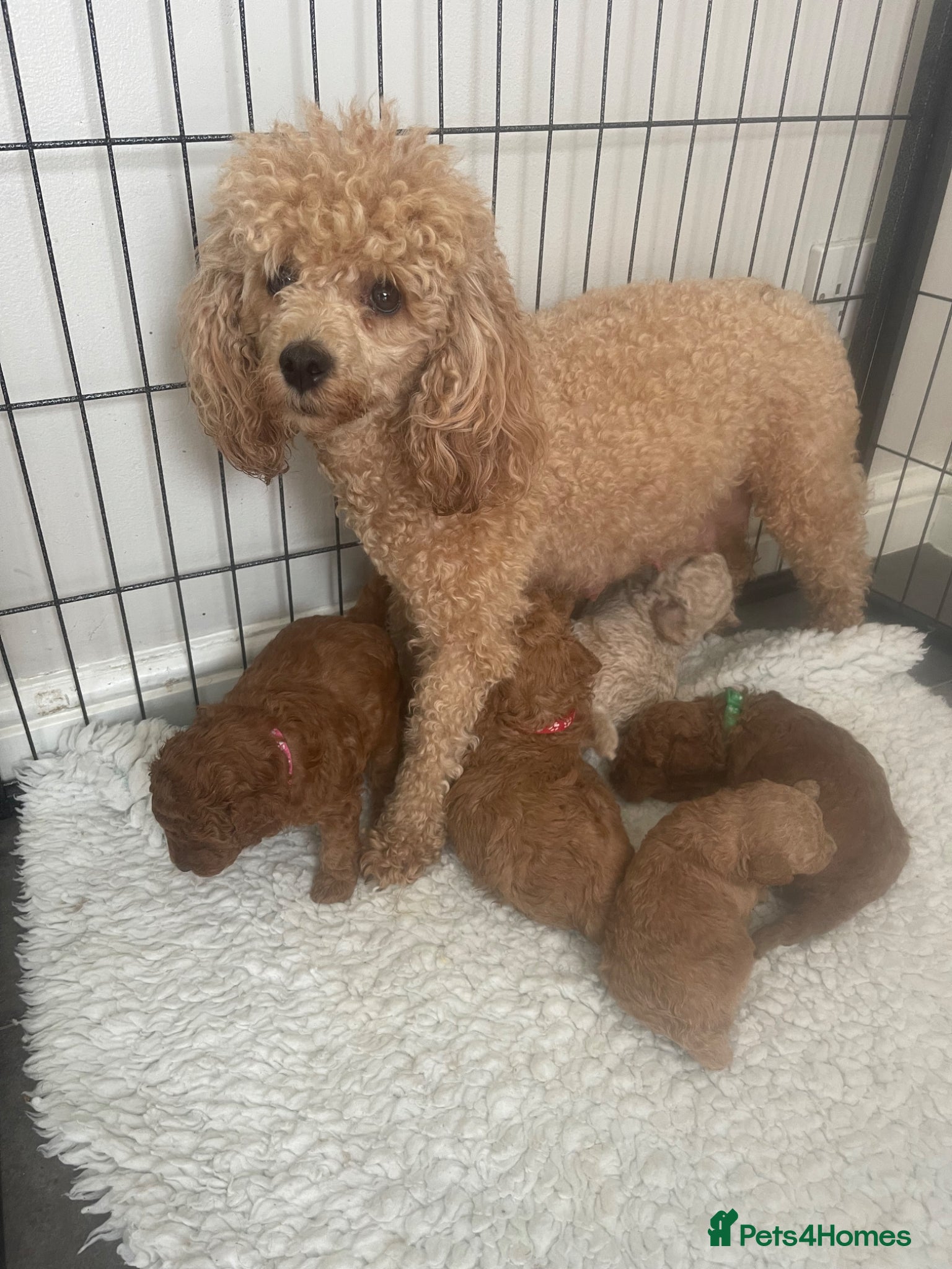 Toy Poodle dogs Kc registered toy poodle - Advert 3