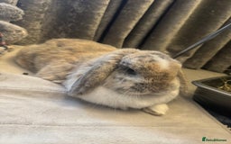Mini Lop rabbits for sale: Looking for new home  - Advert 2