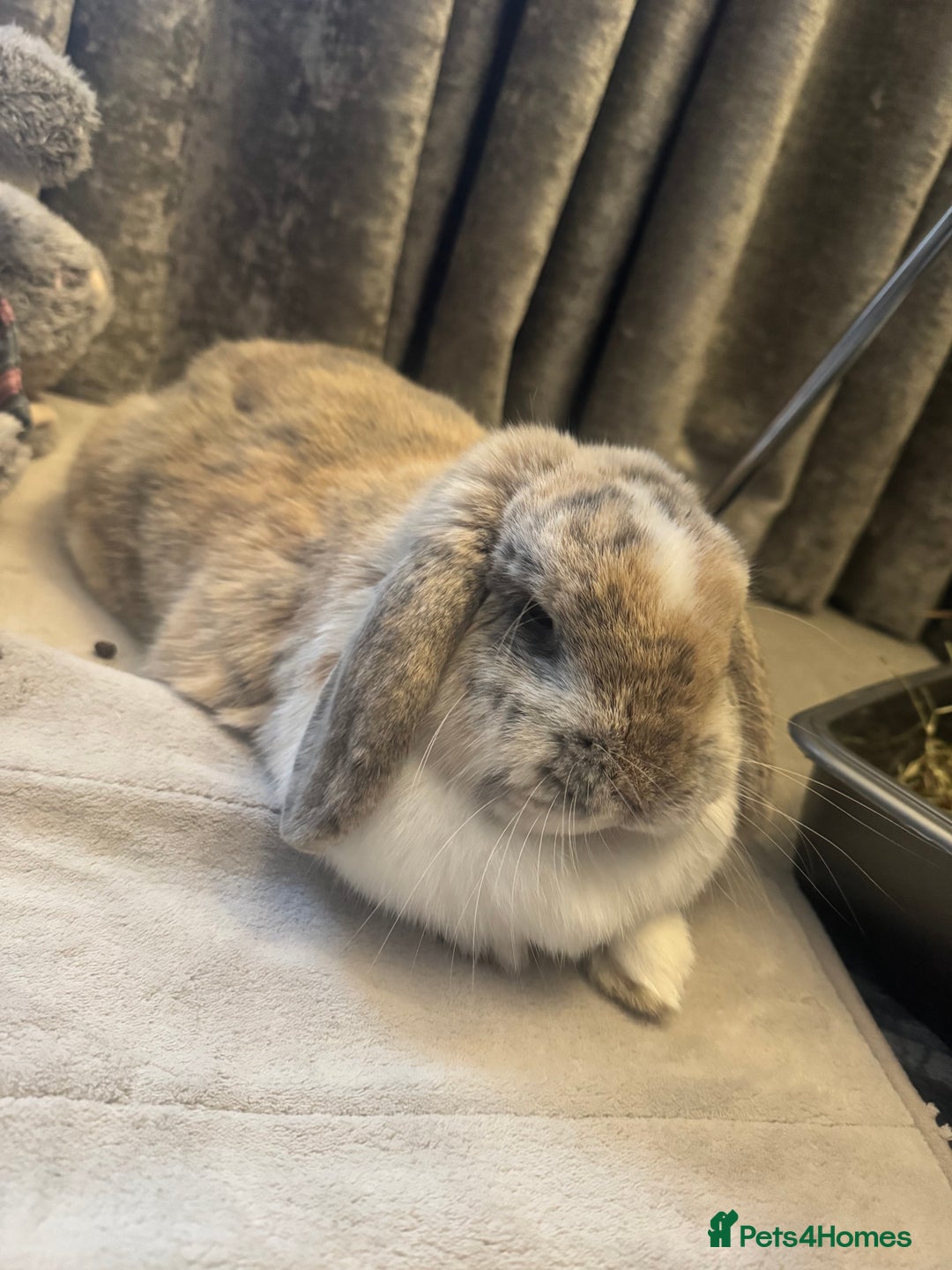 Mini Lop rabbits for sale: Looking for new home  - Advert 2