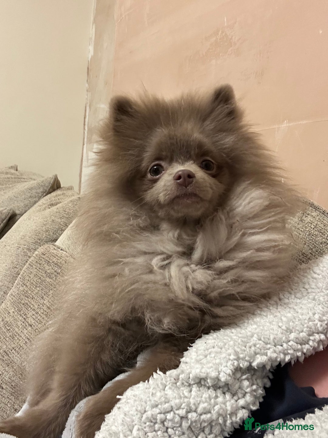 Pomeranian dogs for stud: 💙 Jimmy Pom Stud 💙 - Advert 7