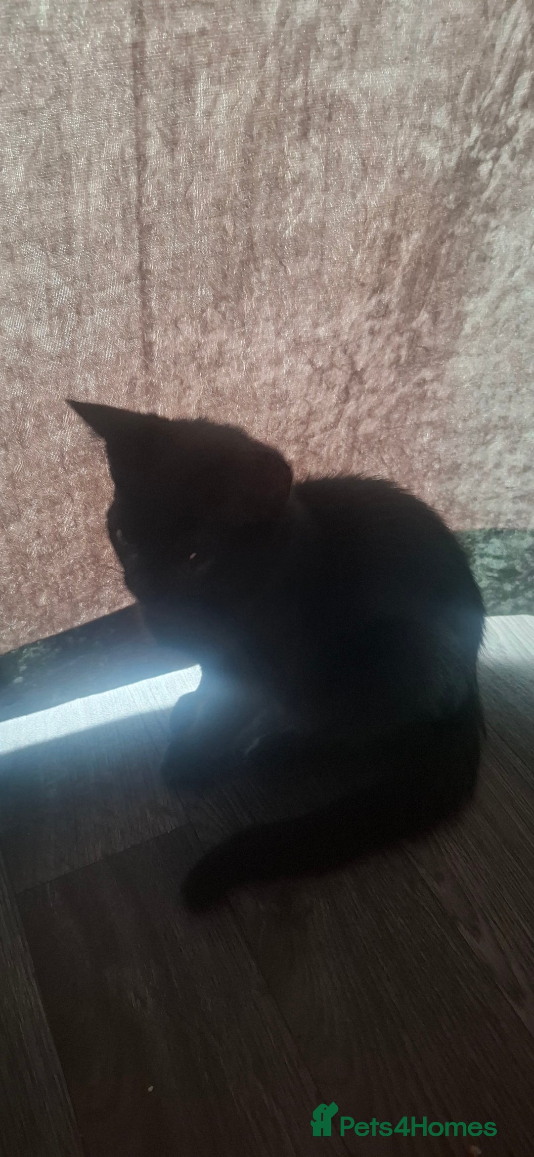 Mixed Breed cats for sale: Gorgeous  - Image 3