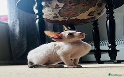 Cornish Rex cats for sale: Best Cornish Rex friend  - Image 1