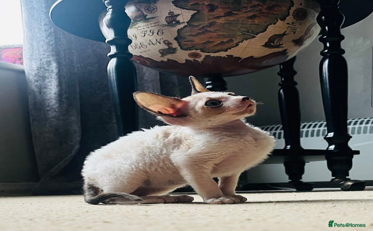 Cornish Rex cats - Advert 1