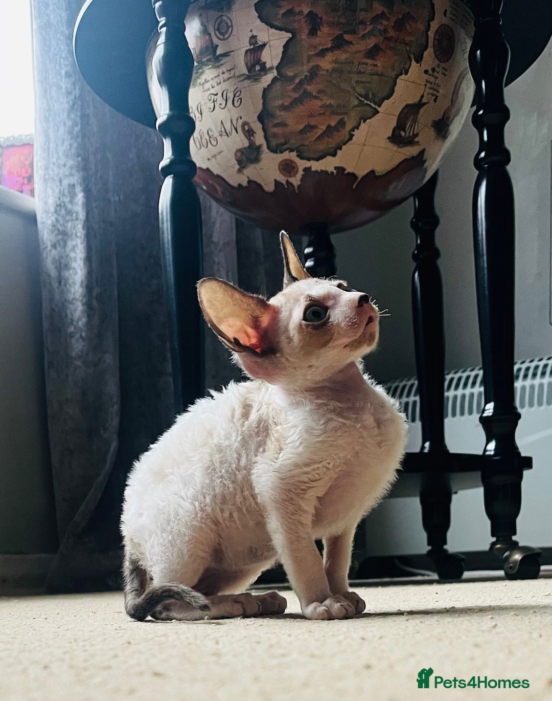 Cornish Rex cats for sale: Best Cornish Rex friend  - Image 1
