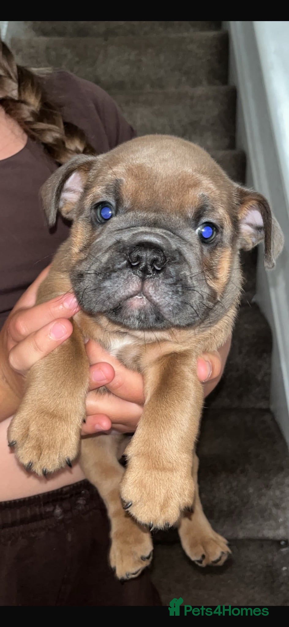 English Bulldog dogs Last girl 🩷English bulldogs puppies  - Advert 17