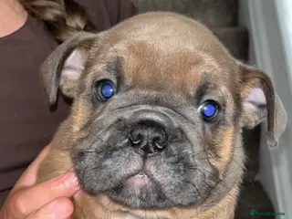 English Bulldog dogs Last girl 🩷English bulldogs puppies - Advert 17