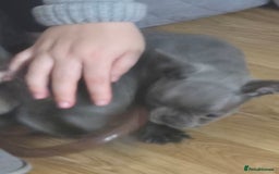 French Bulldog dogs for sale: French Bulldog puppies 10 weeks old - Image 10