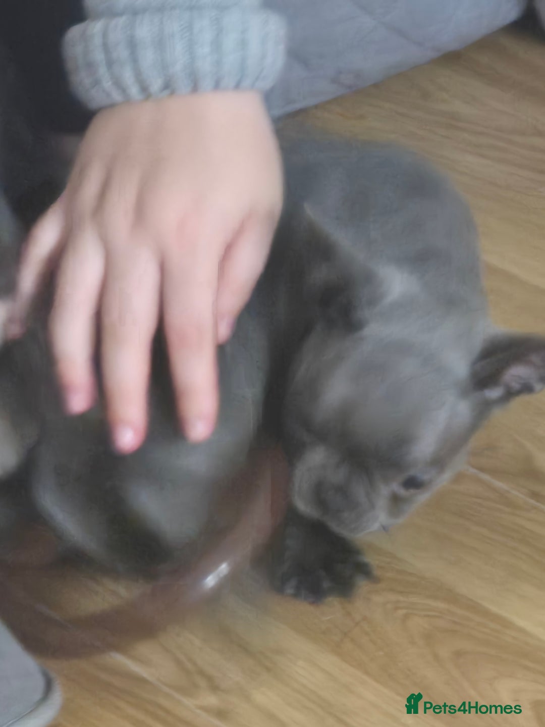 French Bulldog dogs for sale: French Bulldog puppies 10 weeks old - Image 10