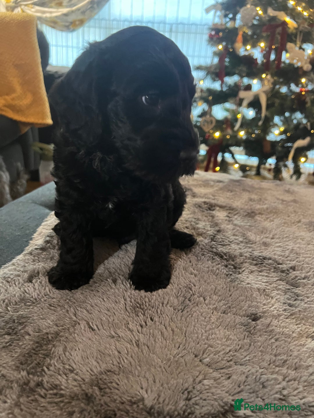 Cockapoo dogs for sale: Cockapoo puppies  - Advert 4