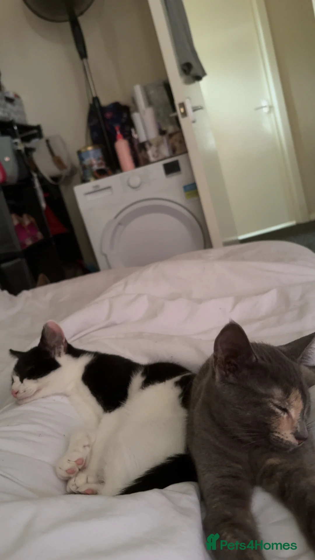 British Shorthair cats for sale: Two 4 month old kittens - Advert 3