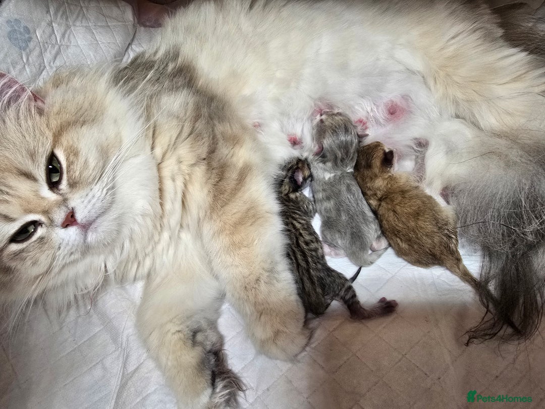 British Shorthair cats for sale: Pedigree golden British shorthair and longhair  - Advert 9