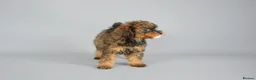 Cavapoo dogs for sale: Cavapoo puppies for sale  - Advert 20