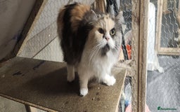 Persian cats for sale: Pure Persian Queen for sale  - Image 1