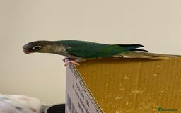 Lorikeets birds for sale: Hand fed baby conures for sale rare breed - Image 1