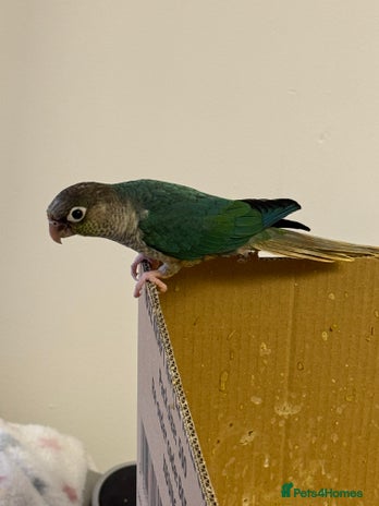 Lorikeets birds - Advert 15
