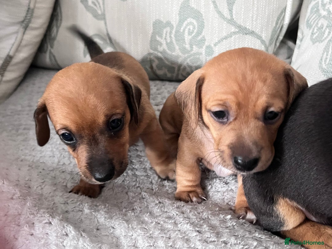 Mixed Breed dogs for sale: 5 Jack Russell x miniature dashound puppies £800 - Image 14