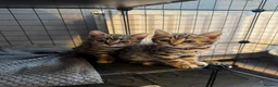 Bengal cats for sale: Stunning beautiful natured bengal cross kittens - Advert 20