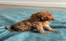 Miniature Poodle dogs for sale: 🐾 Beautiful KC 🦊 Red Miniature Poodle Puppies 🐾 - Image 32