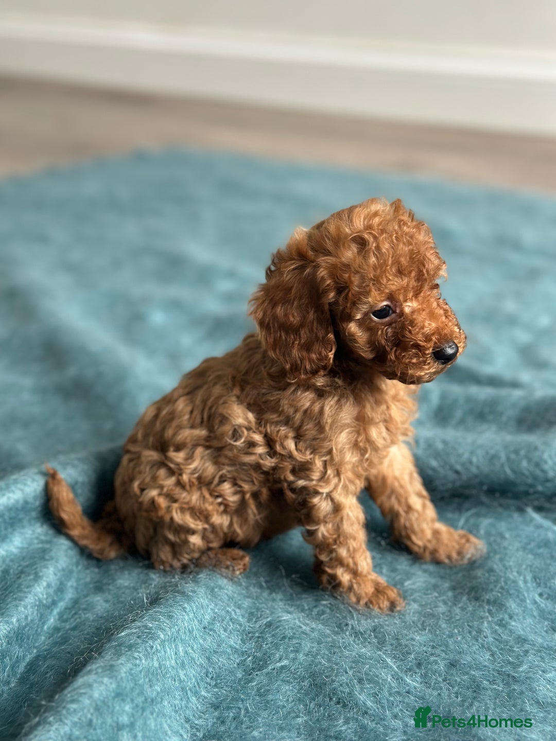 Miniature Poodle dogs for sale: 🐾 Beautiful KC 🦊 Red Miniature Poodle Puppies 🐾 - Image 32