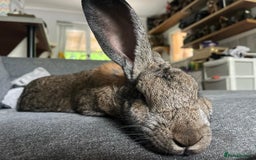 Continental Giant rabbits for sale: Rubeus - Image 4