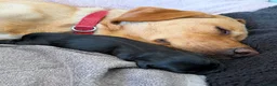 Cockerdor dogs for sale: 🐾 Gorgeous Cockerdor Puppies 🐾 - Advert 28
