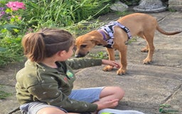 Mixed Breed dogs for adoption: Olive (Hound/Shepherd mix) - Image 15