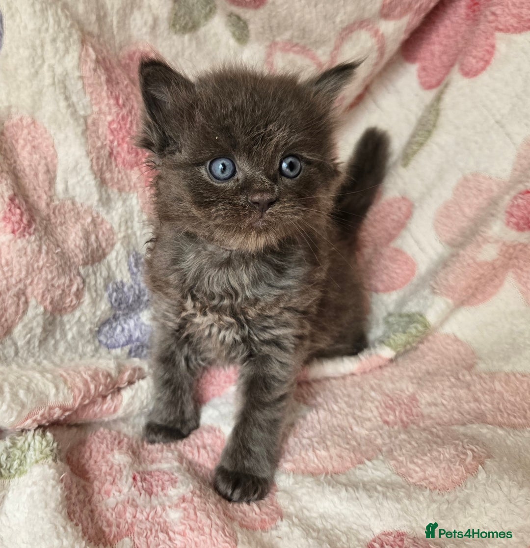 Maine Coon cats for sale: Beautiful playful Maine Coon kittens  - Image 35