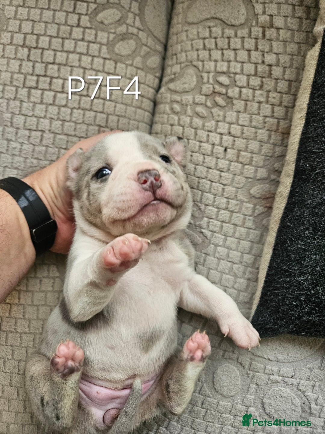 American Bully dogs for sale:  litter of AmericanBully(ABKC)  Standart/Pocket - Advert 24