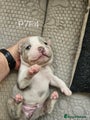 American Bully Puppy 7