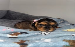 Cocker Spaniel dogs for sale: Beautiful show type cocker spaniel puppies  - Image 8