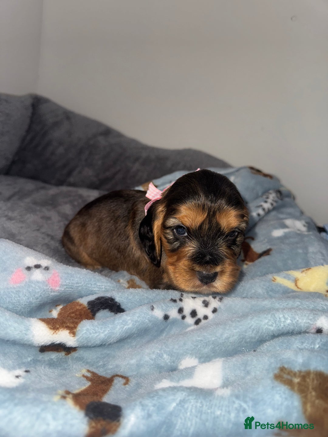 Cocker Spaniel dogs for sale: Beautiful show type cocker spaniel puppies  - Image 8