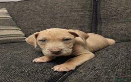 Mixed Breed dogs for sale: Mastiff x Great Dane  - Advert 10