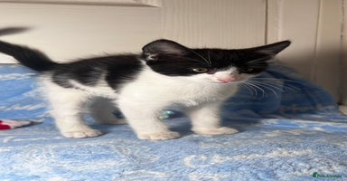 Mixed Breed cats - Advert 15