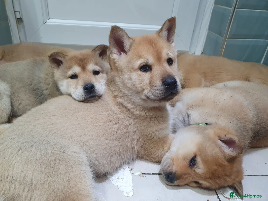 Mixed Breed dogs for sale: Last 3  pupies now £600 Chow Chow dad husky mum - Advert 5