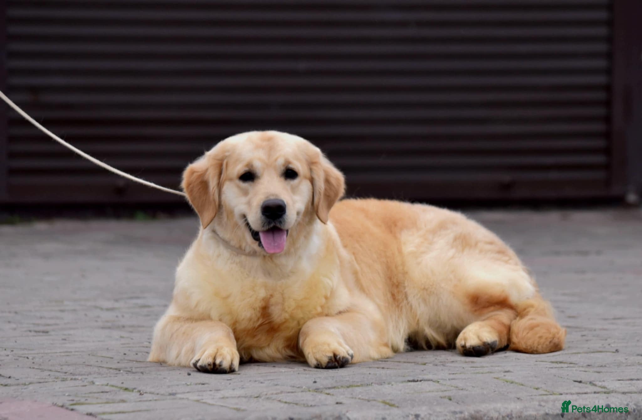 Golden Retriever dogs 5 exceptional golden retrievers  - Advert 2