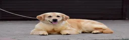 Golden Retriever dogs for sale: 5 exceptional golden retrievers  - Advert 4