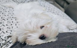 Maltese dogs for sale: Maltese puppies  - Image 4