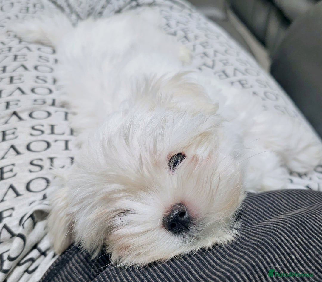 Maltese dogs for sale: Maltese puppies  - Image 4
