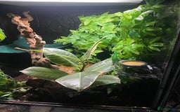 Gecko reptiles for sale: 2 crested geckos & 2 gargoyle geckos with setups - Image 13