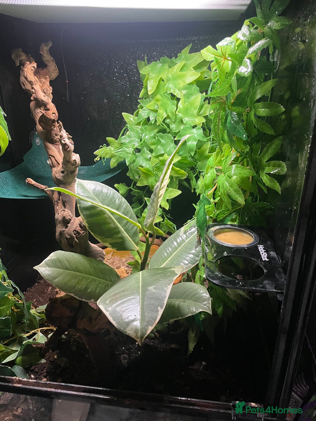 Gecko reptiles for sale: 2 crested geckos & 2 gargoyle geckos with setups - Image 13