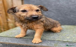 Jack Russell dogs for sale: 🔥Jack Russell Pups Available🔥 - Image 12