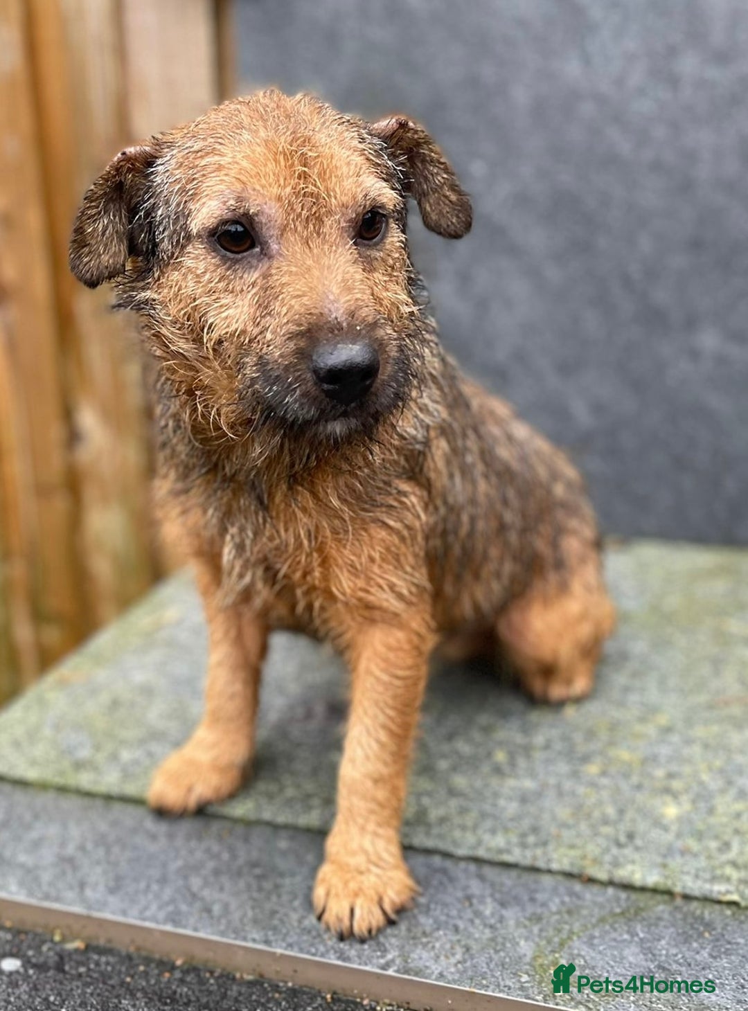 Jack Russell dogs for sale: 🔥Jack Russell Pups Available🔥 - Image 12